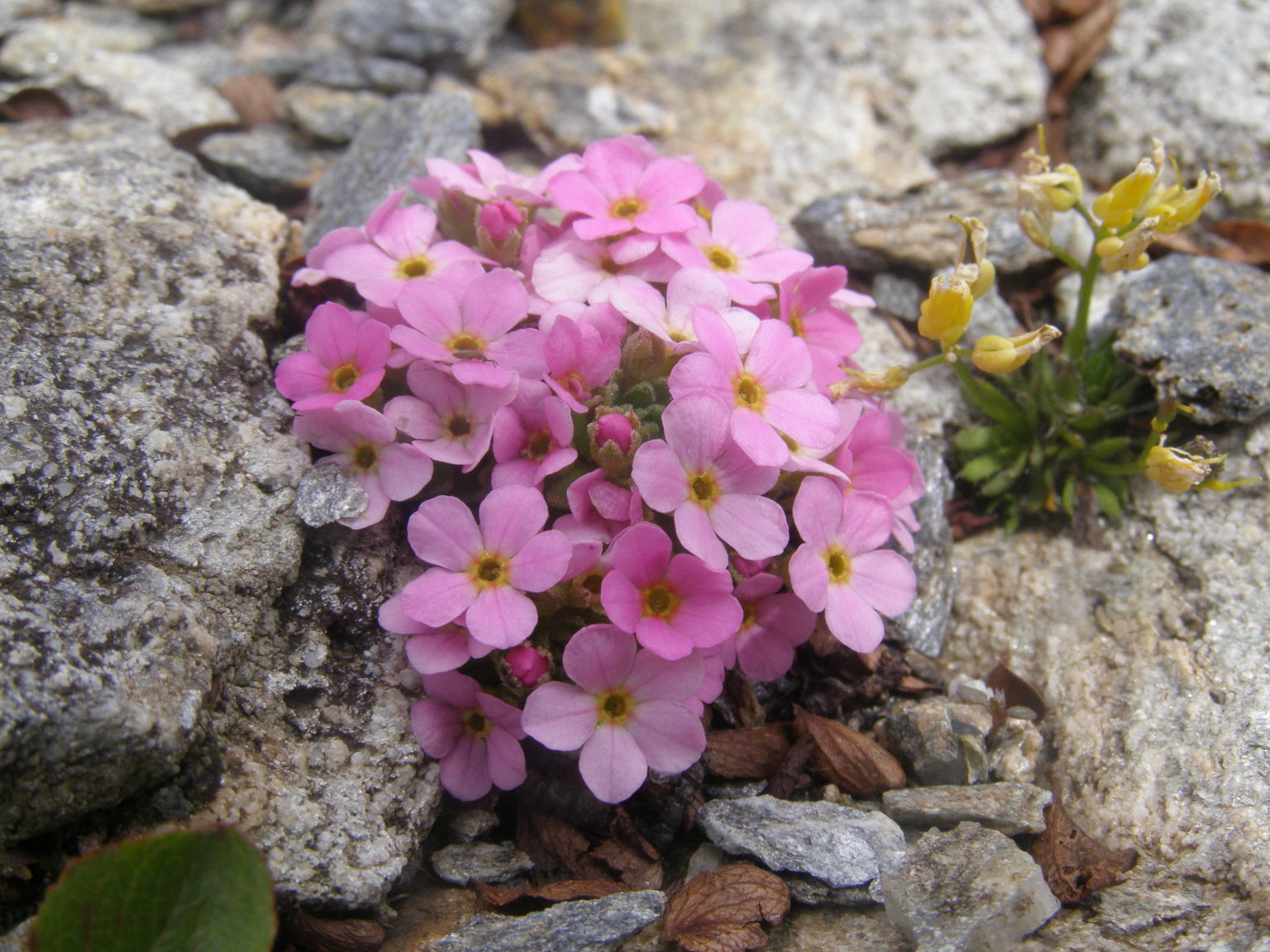 delizia degli occhi : Androsace alpina e Androsace adfinis